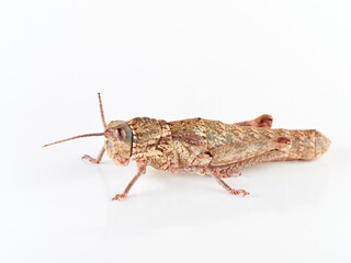giant grasshopper on a white background. Acinipe hesperica