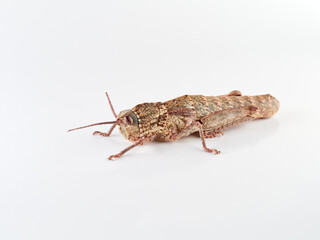 giant grasshopper on a white background. Acinipe hesperica