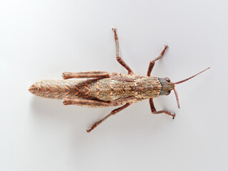giant grasshopper on a white background. Acinipe hesperica