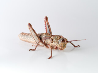 giant grasshopper on a white background. Acinipe hesperica