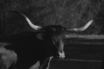 Texas longhorn cow in black and white shadows