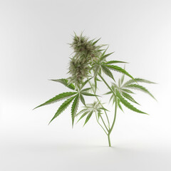 Cannabis marijuana plant on white background