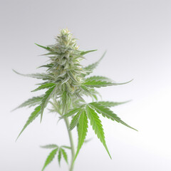 Cannabis marijuana plant on white background