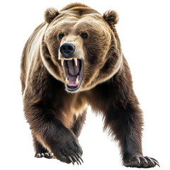 ferocious grizzly bear isolated on transparent - obrazy, fototapety, plakaty