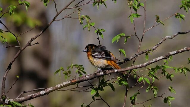 Female Baltimore oriole (Icterus galbula) perched on a tree branch during early spring.
