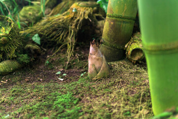 bamboo sprout emerging from the groung among large bamboo stalks