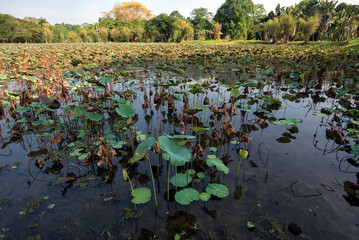 The lotus flowers pond in Taiping Lake Garden, Malaysia - Old decaying lotus pood in Taiping Lake Garden