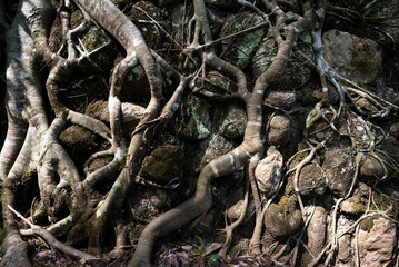 Old Tree root - Tropical tree roots