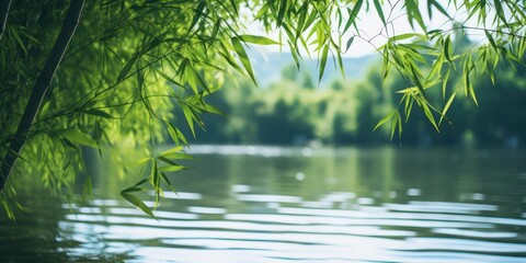 Fototapeta na wymiar Beautiful Low Angle Photograph of Bamboo Forest and Lake
