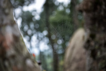 Spider web in foggy forest - Spider web Macro
