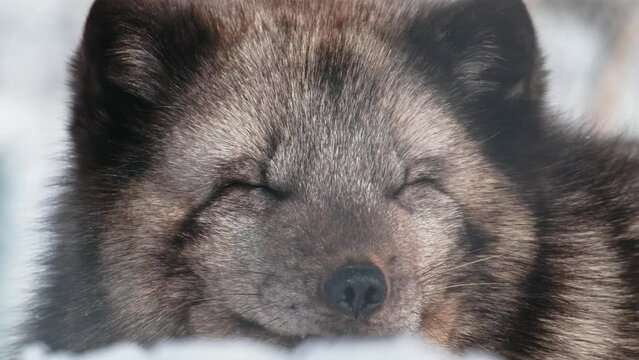 Extreme close up of face of an Arctic fox (Vulpes lagopus) Sleeping in polar park.