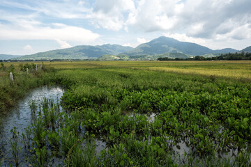 Abandoned paddy field, Langkawi Island, Malaysia.