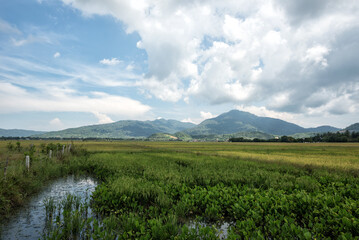 Obraz premium Abandoned paddy field, Langkawi Island, Malaysia. - shot for rice field in Langkawi Island, Malaysia