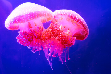 Jelly fish floating - A close up of a jelly fish in aquarium