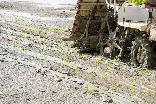 rice transplanter working on the field at horizontal composition
