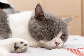british short hair cat sleeping on the bed comfortablely