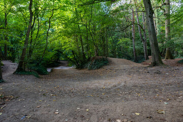 There are a lot of bike paths in the forest, everyone chooses their own path