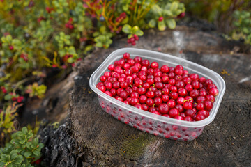 Lingonberries in a plastic container on top of a tree stump in nature