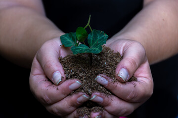 A girl holds a seedling with soil in her hands