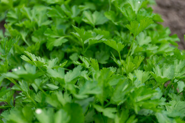 In the garden, organic parsley is grown in the garden