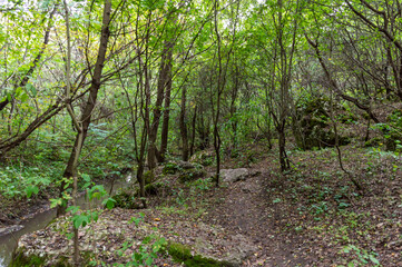 A small path leading deep into the dense forest