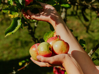 Farmer picking fresh organic apples in orchard plantation Healthy juicy fruits growing in female hands in the garden in Carpathian mountains Ukraine, Europe. Local food home produce harvest concept.