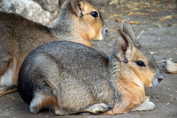 Mara of Patagon, a couple of animals resting on the ground