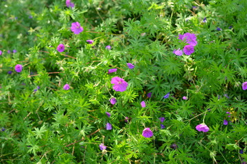 Bloody geranium, Geranium sanguineum growing and blooming in purple flowers