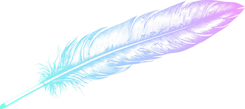 Bird feather in ink drawing style. Isolated bird plume element with holographic coloring.