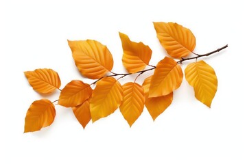 Autumn Leaves isolated on White Background