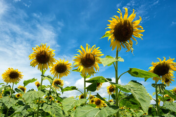 Sun flowers - Colorful sun flowers as nature background wallpaper