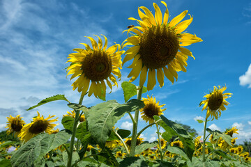 Sun flowers - Colorful sun flowers as nature background wallpaper