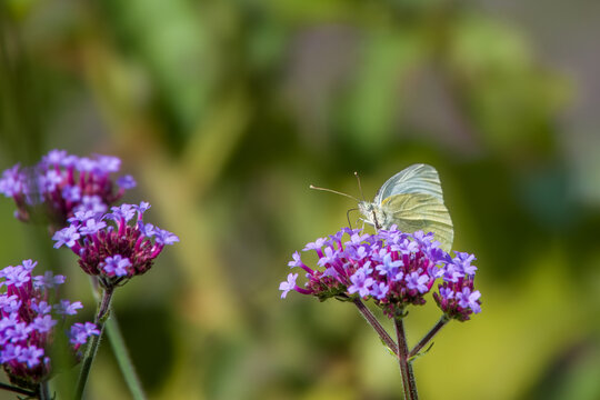 cabbage white butterfly resting on purple flowers of purpletop vervain
