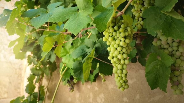 Close view of bunches of grapes growing among leaves in a rural setting