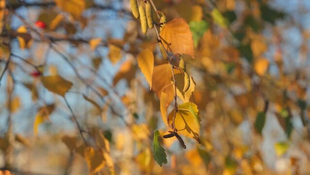 Beautiful autumn birch leaves with earrings close-up against the blue sky. Nature protection, environmental problems. Nature in autumn
