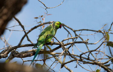 rose ringed parakeet perched on a tree - green parrot