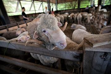 Naklejka premium Animal feeding at Primo Piazza, Italian architecture in Khao Yai, Thailand
