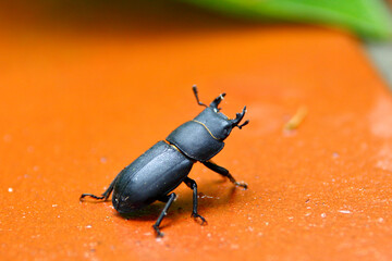 Ein Balkenschröter auf einer roten Fliese