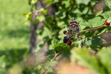 Admiral butterfly on blackberry fruit.