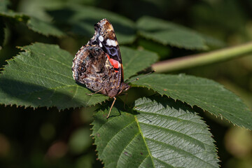 Admiral butterfly on blackberry leaf.