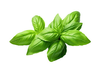 Fresh Green Basil leaves isolated on transparent background, Asian organic Herb and spice concept, Natural organic healthy plant. - obrazy, fototapety, plakaty