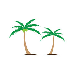 Coconut tree (Cocos nucifera), Set of realistic vector illustrations on white background.