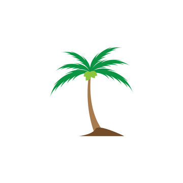 Coconut tree (Cocos nucifera), Set of realistic vector illustrations on white background.