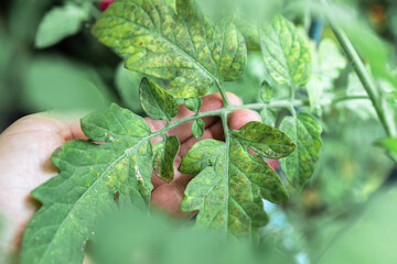 Growing tomatoes, care, treatment of plant diseases