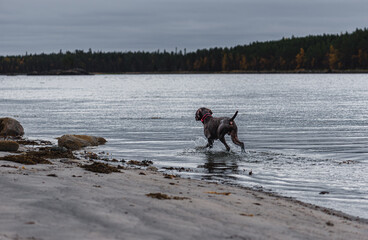 Dog playing in sea water during evening walk at beach on Fall day
