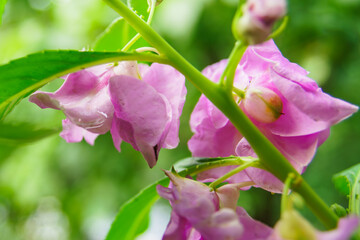 Obraz premium Pink flower after the rain