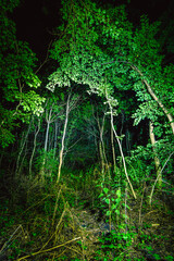 Fototapeta na wymiar forest in the forest