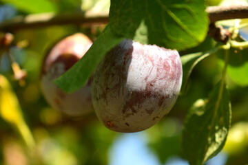 ripe plums on a branch