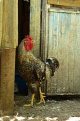 gray beautiful rooster posing for the camera
