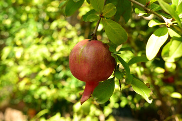 
small pomegranate hanging in the garden